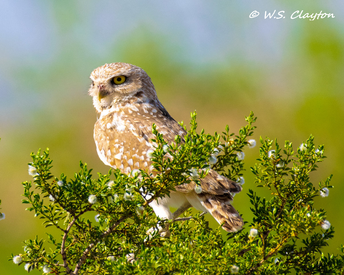 Burrowing Owl — Desert Wildlife Fine Art Photography Print