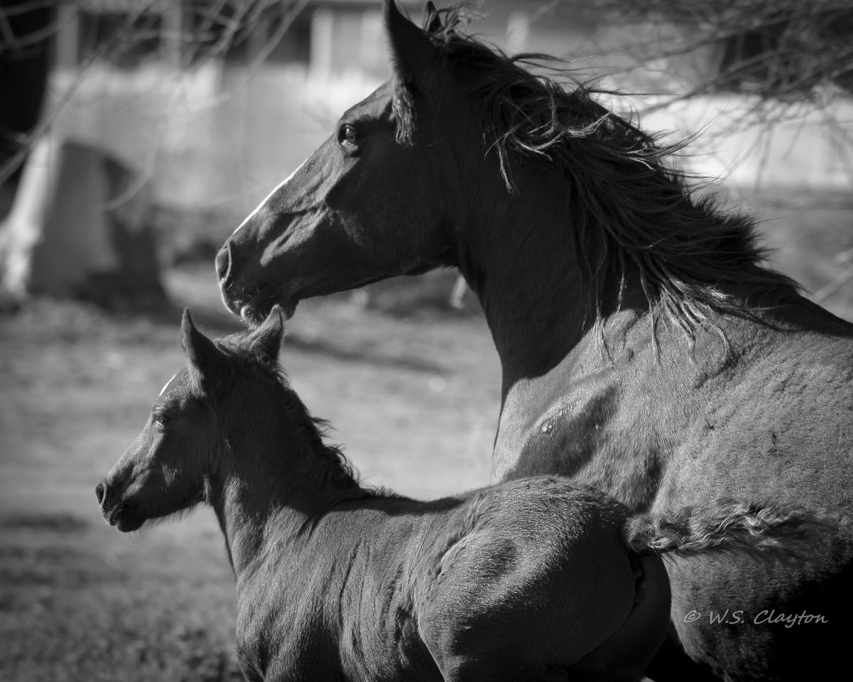 Mother and Child Wild Horses — American West Fine Art Print
