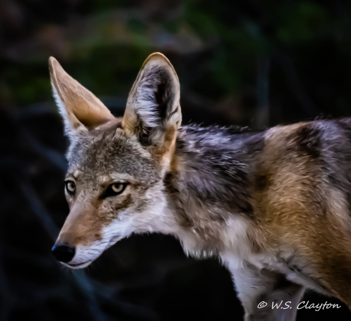 Prairie Wolf Coyote — American West Wildlife Fine Art Print