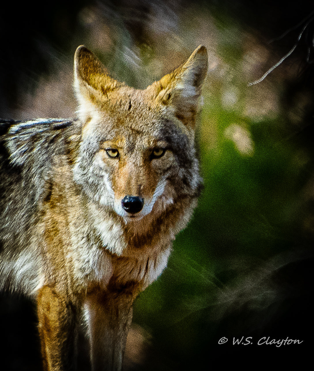 Windows to the Soul — American Coyote Fine Art Print