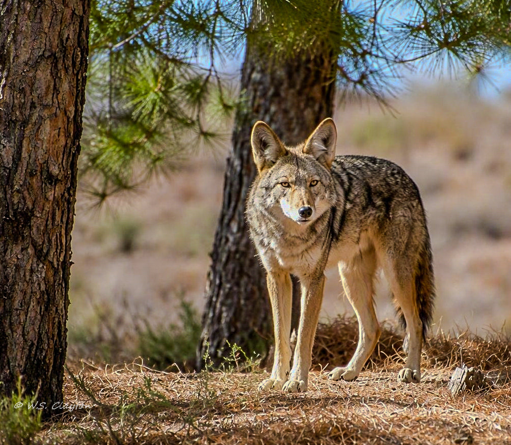 Prairie Wolf (Coyote)