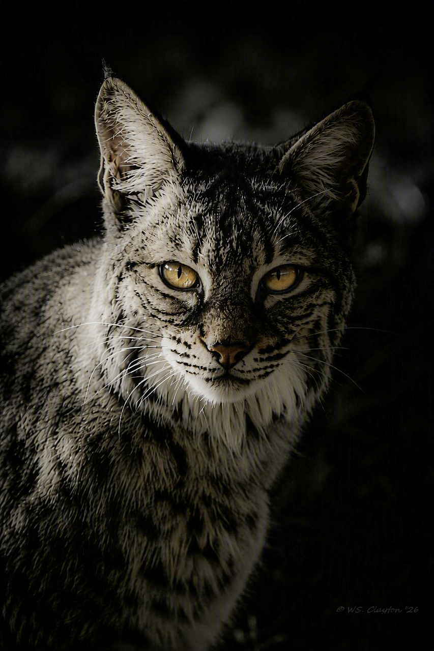 Golden-Eyed Bobcat