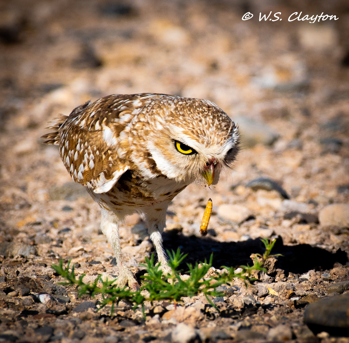 Burrowing Owl Dropping a Grub — Mojave Desert Wildlife Fine Art Print