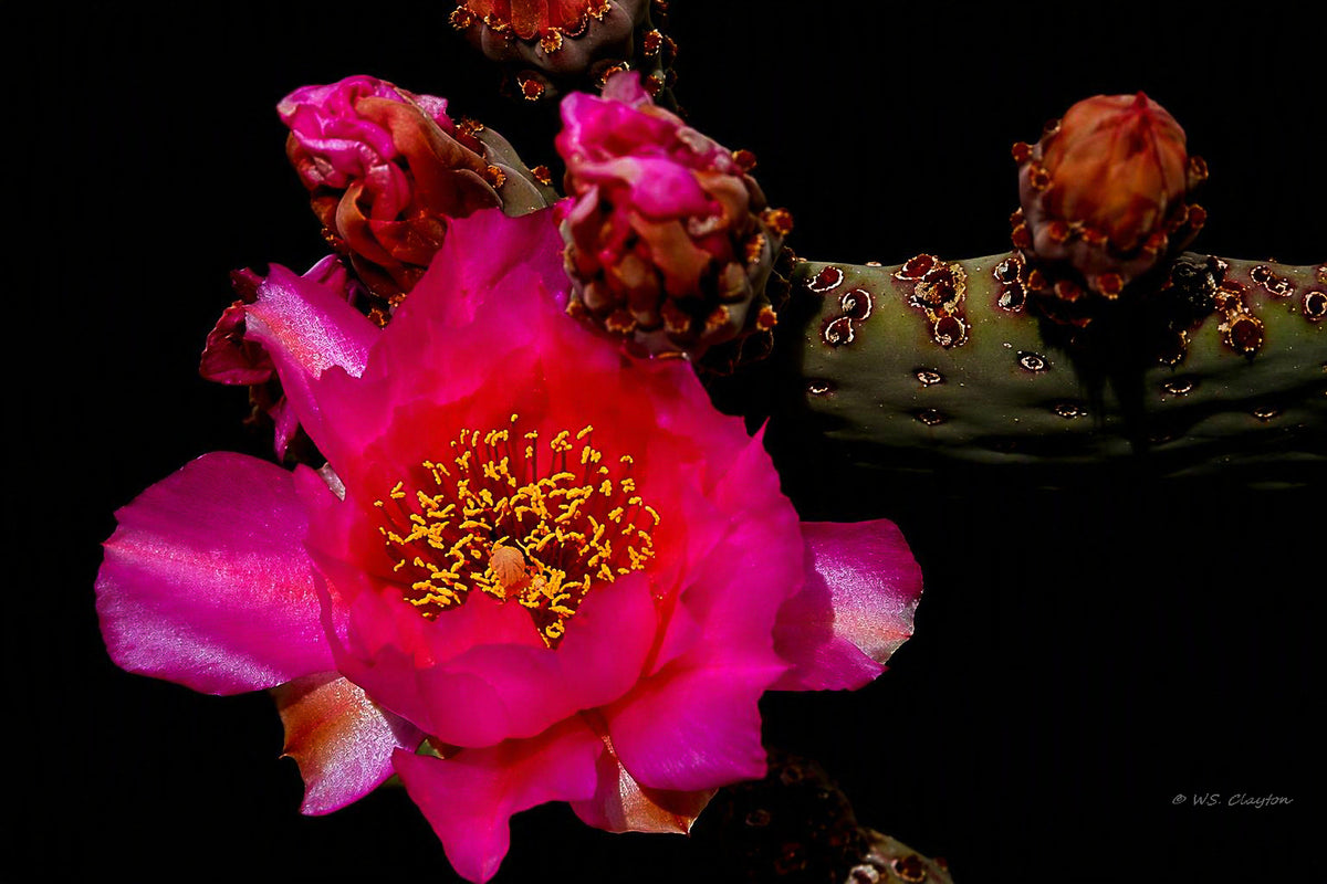 Beaver Tail Cactus Bloom — Noir Limited Edition Fine Art Print