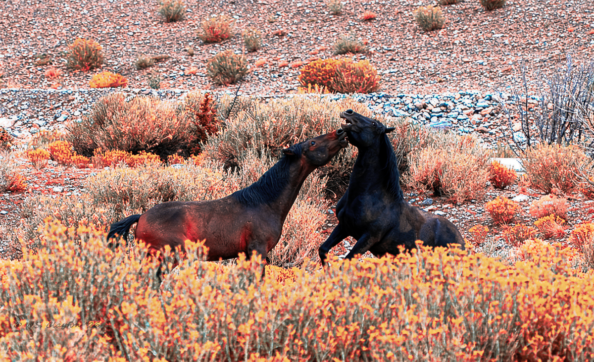 Clash of the Titans | Spirit of the Wild West