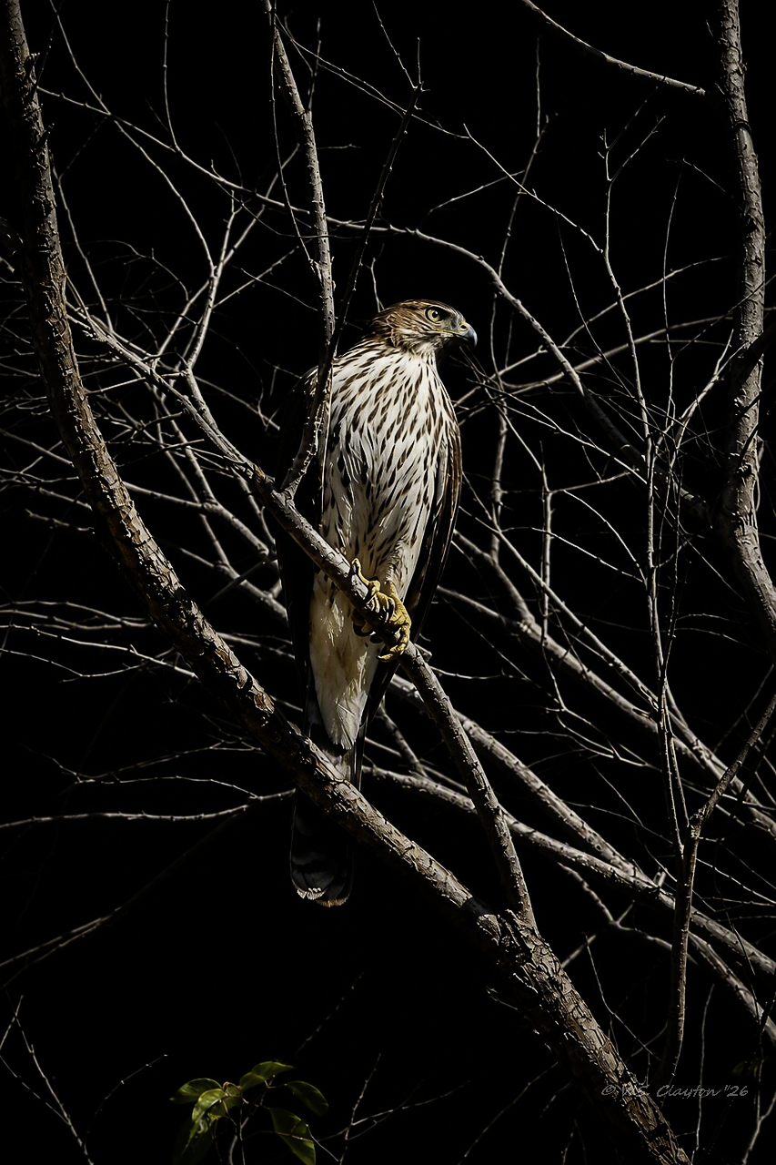 The Silent Sentinel - Cooper's Hawk Noir - Fine Art Limited Series