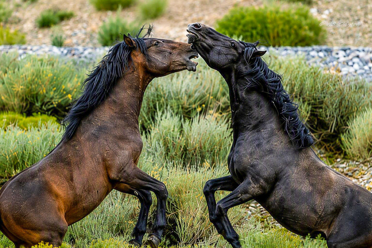 Wild Spirits Rising