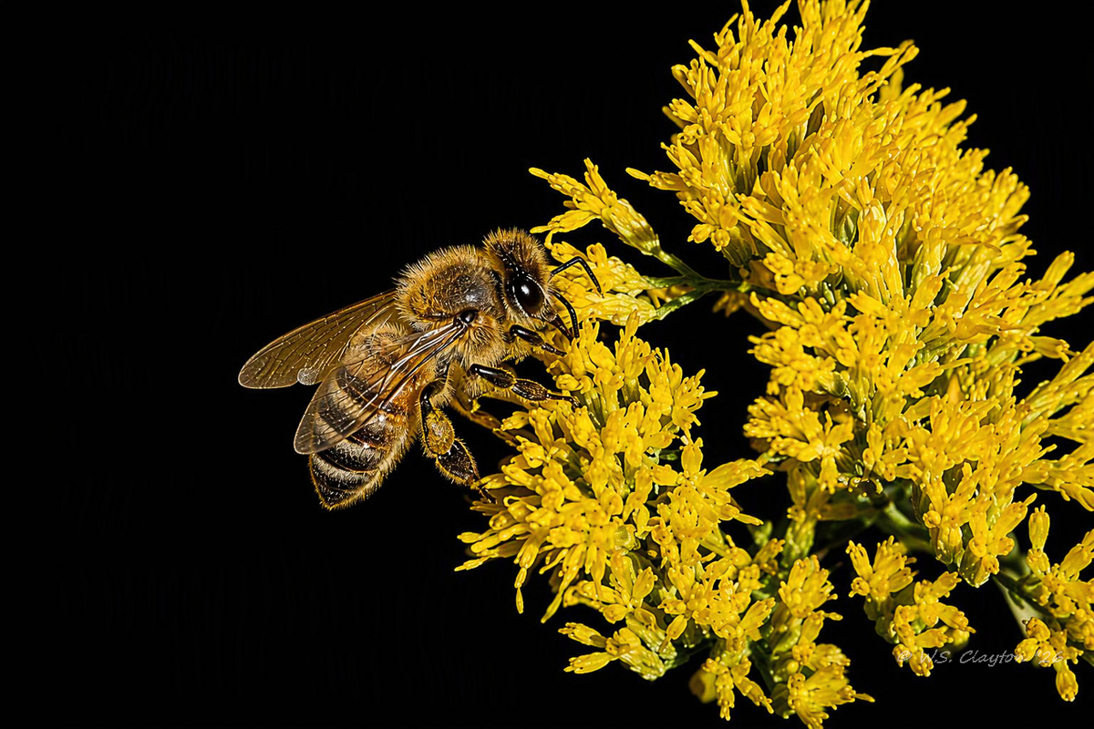 Honeybee Noir-Limited Edition Fine Art Print
