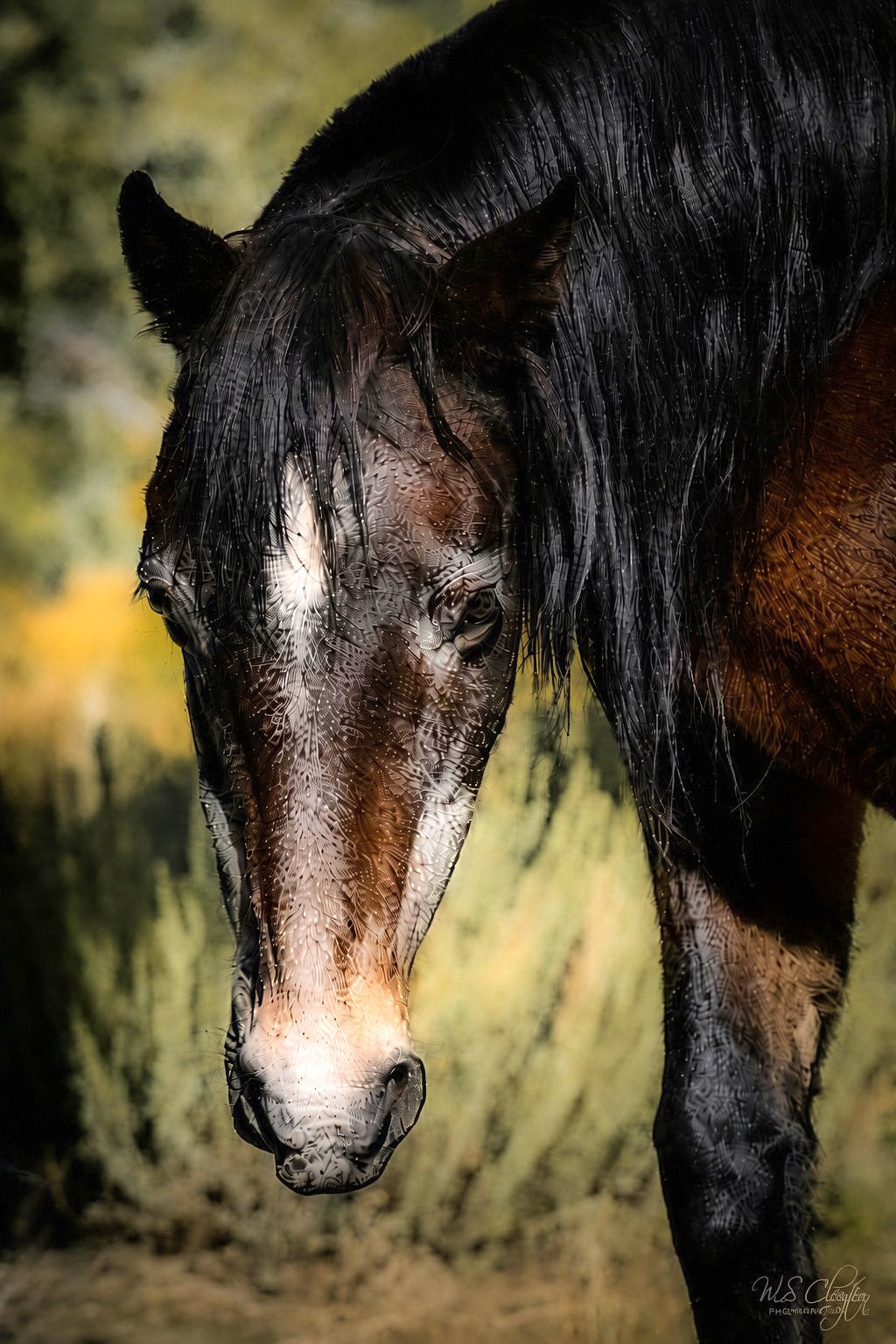 Nevada Wild Mustang — Close Portrait