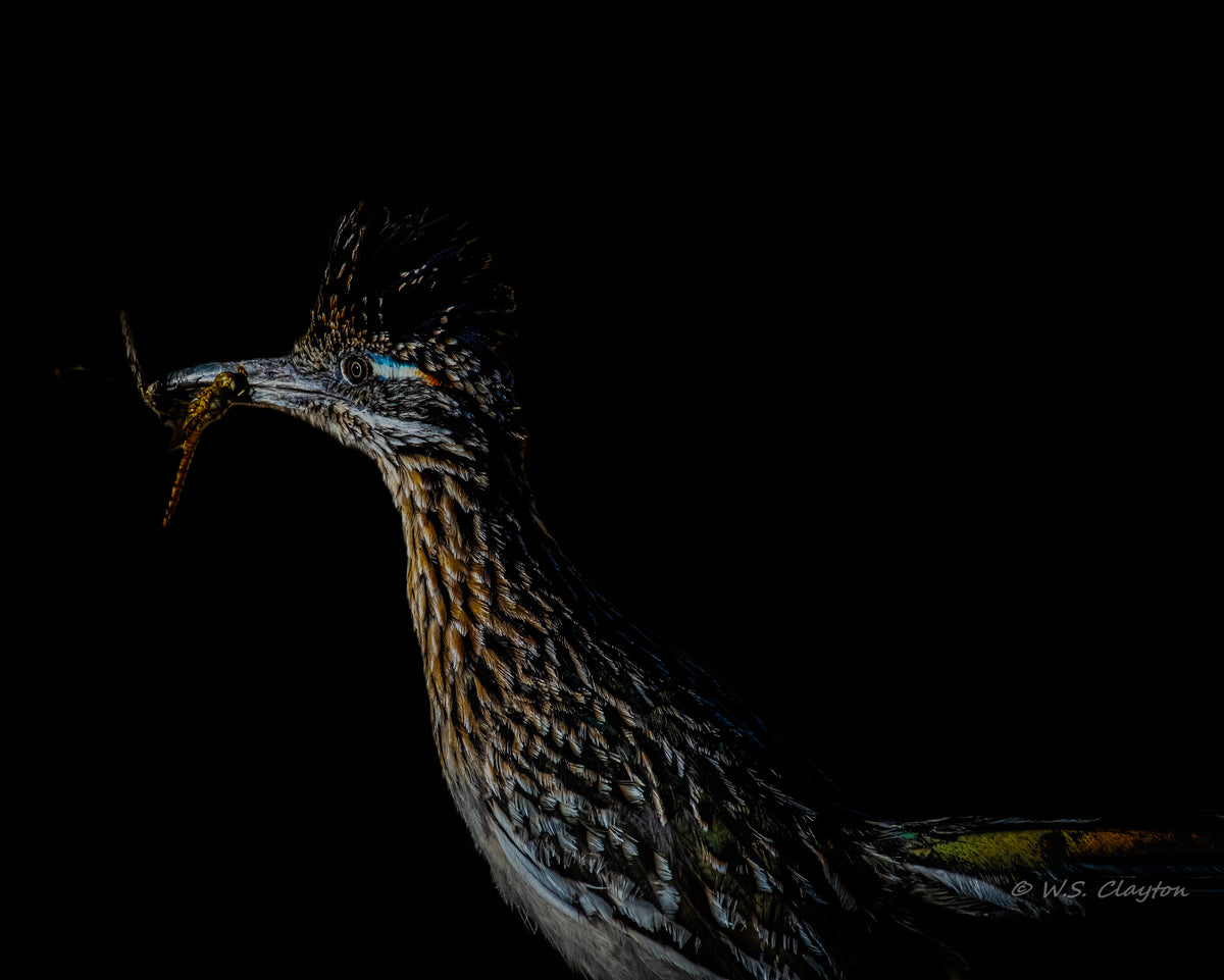 Roadrunner Noir - Limited edition Fine art print #/50