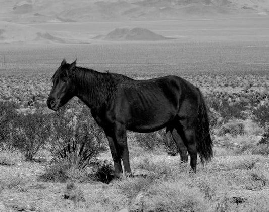 Wild Horses of the American West: Icons of Freedom on the Open Range