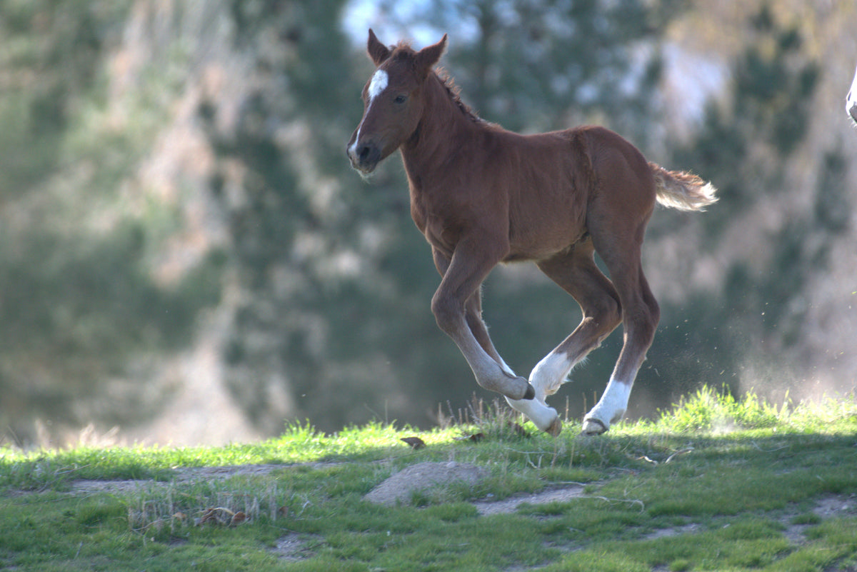Nevada Wild Horses