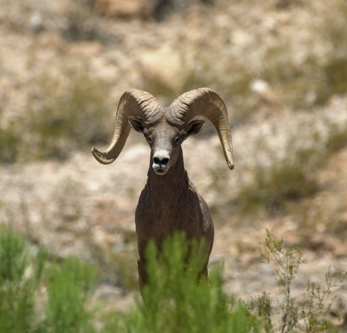 Wildlife