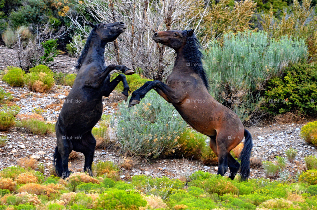 Wild Horses