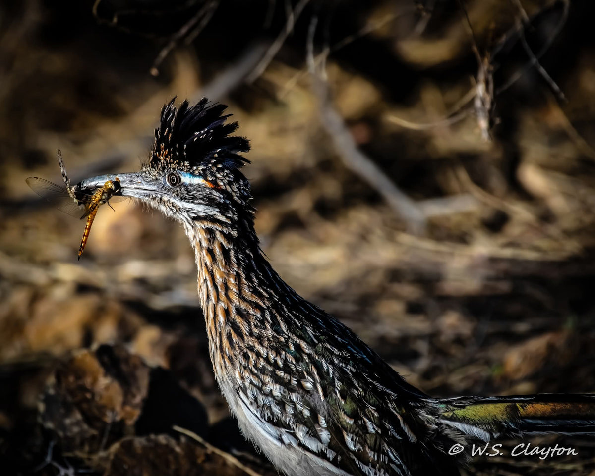 Road Runner in the Desert — American West Wildlife Fine Art Print