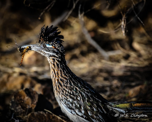 Road Runner in the Desert — American West Wildlife Fine Art Print