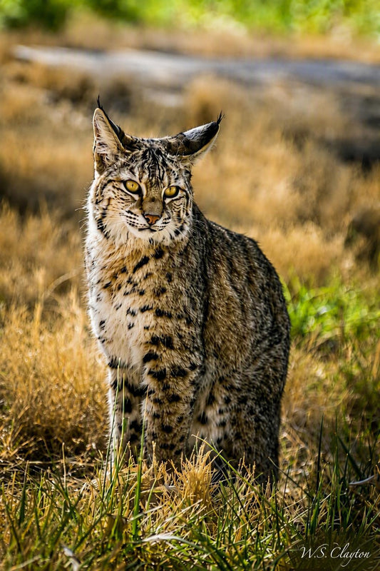 Bobcat
