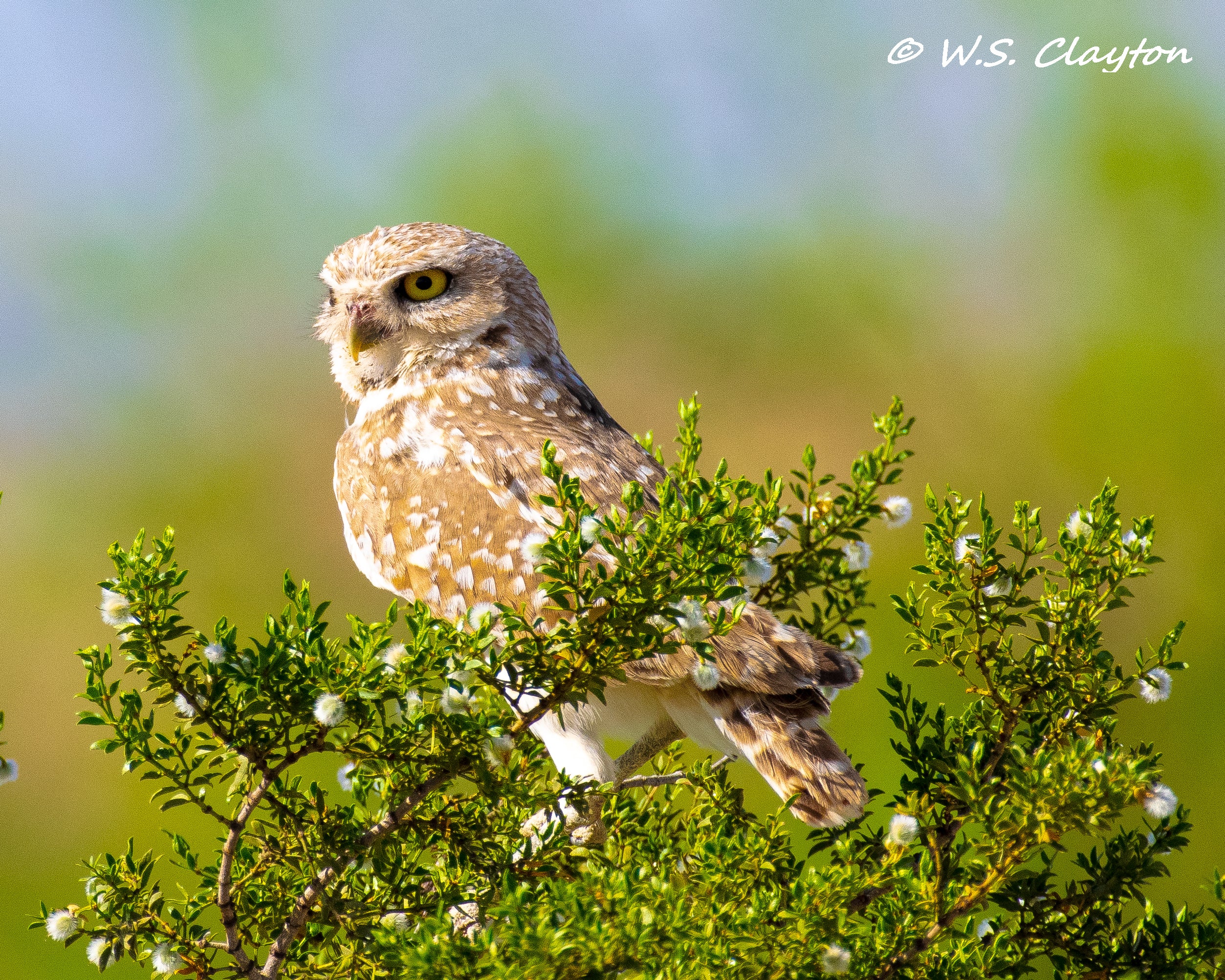Burrowing Owl — Desert Wildlife Fine Art Photography Print
