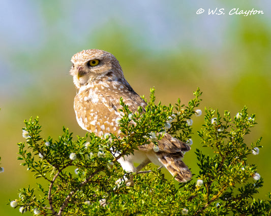 Burrowing Owl — Desert Wildlife Fine Art Photography Print