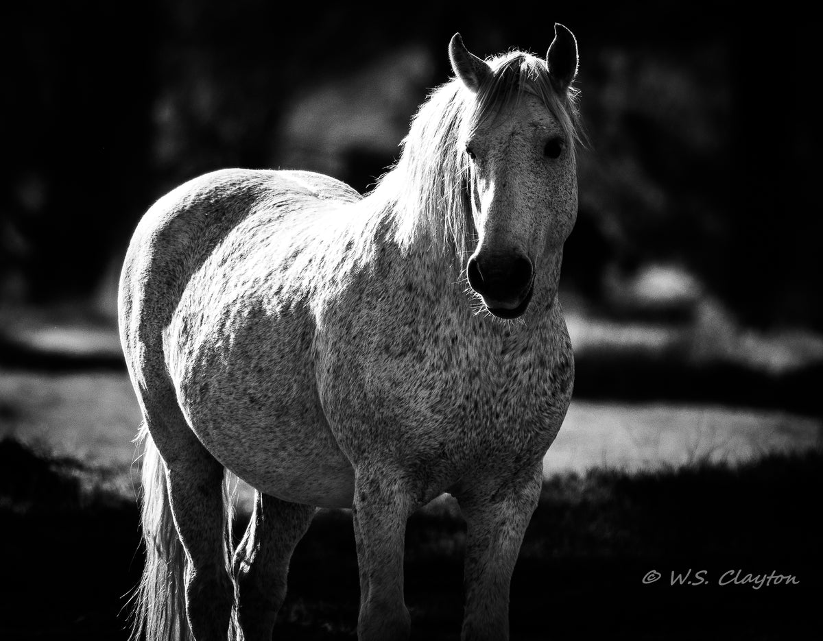 Pale Rider Wild Horse — American West Fine Art Print