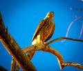 Cooper's Hawk Guardian — American West Wildlife Fine Art Print