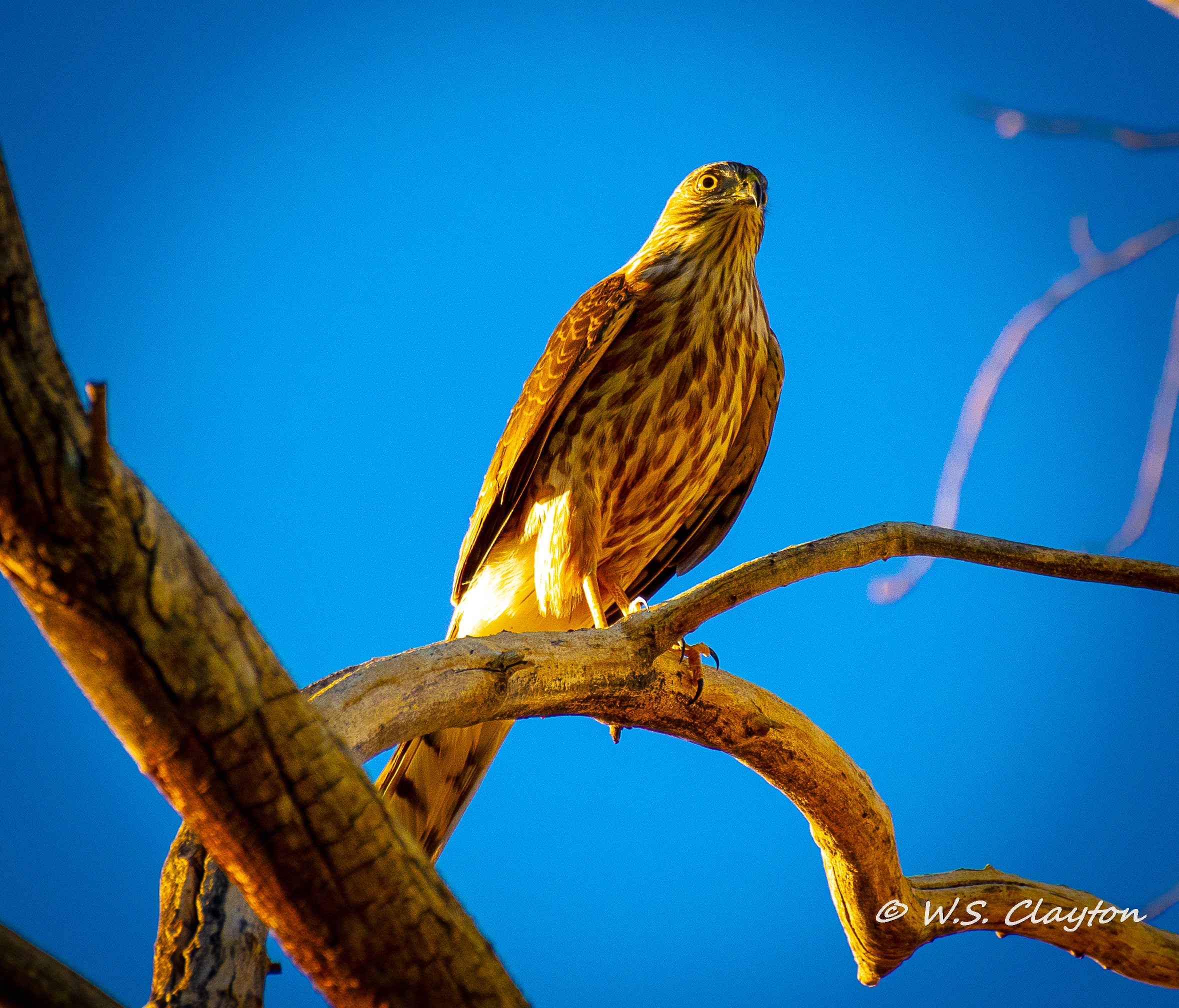 Cooper's Hawk Guardian — American West Wildlife Fine Art Print