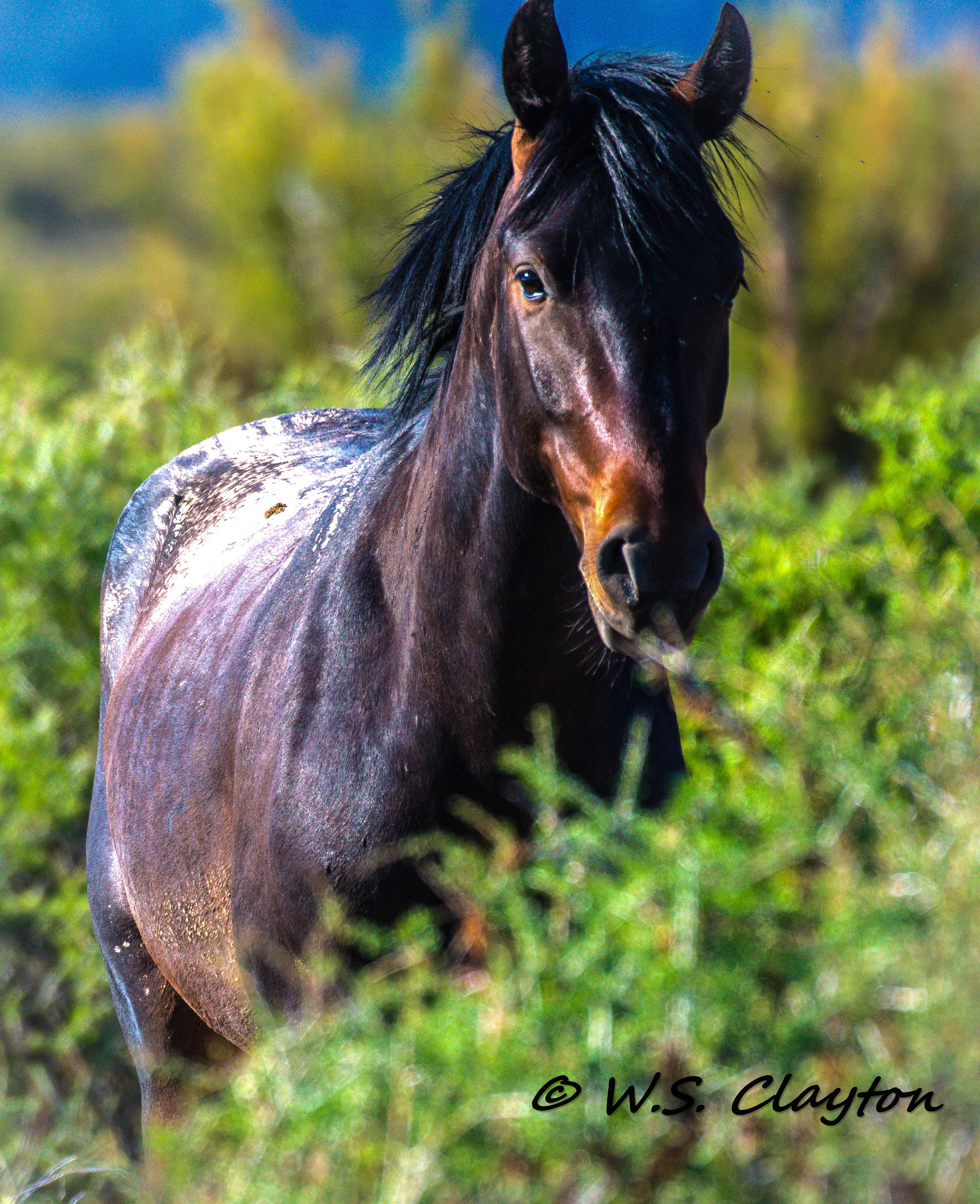 Wild Mustang Horse — American West Fine Art Photography Print