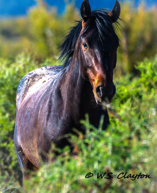 Wild Mustang Horse — American West Fine Art Photography Print