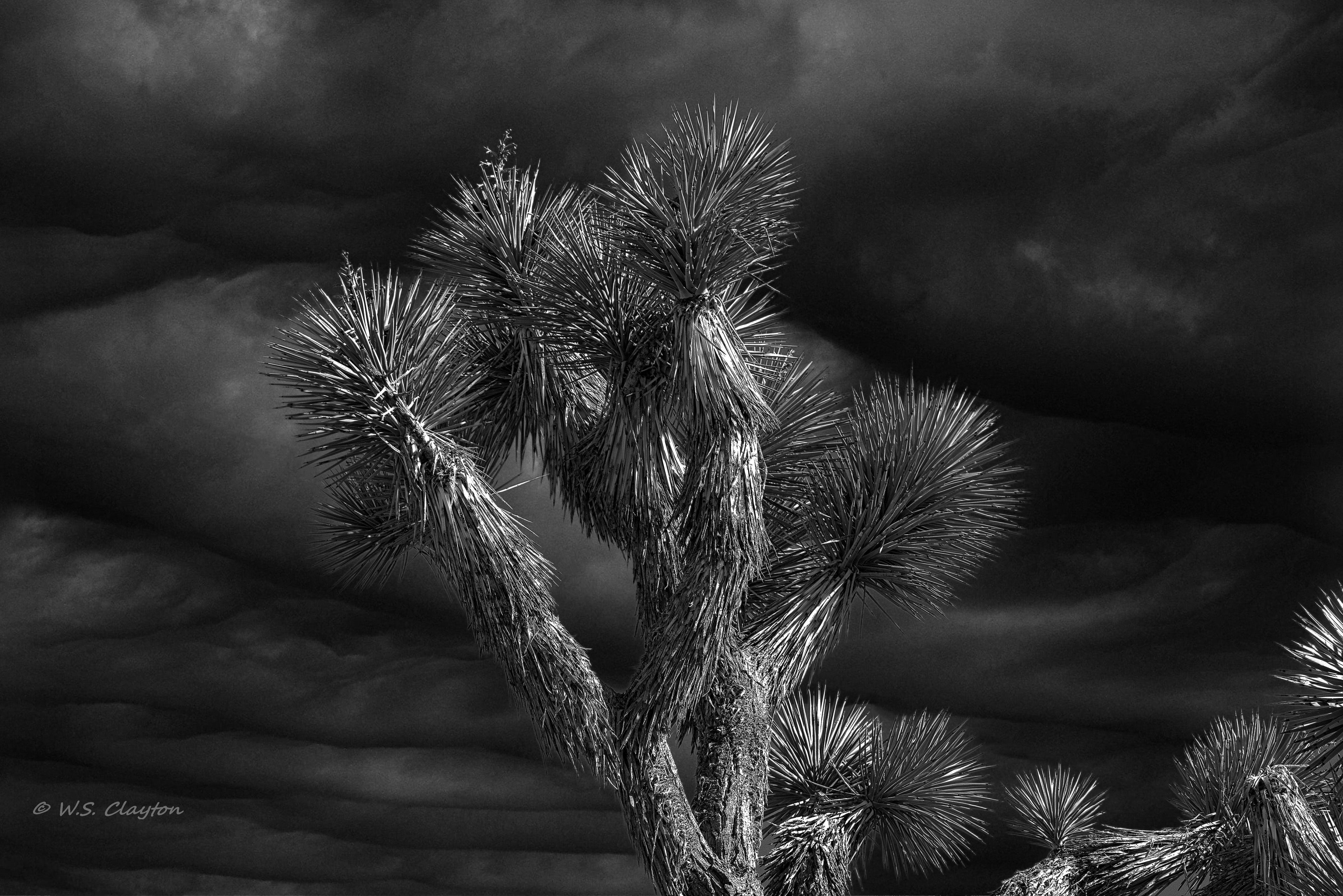 Joshua Tree Storm — Mojave Desert Fine Art Print