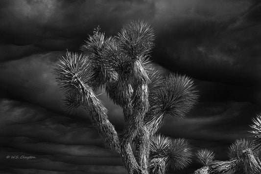 Joshua Tree Storm — Mojave Desert Fine Art Print