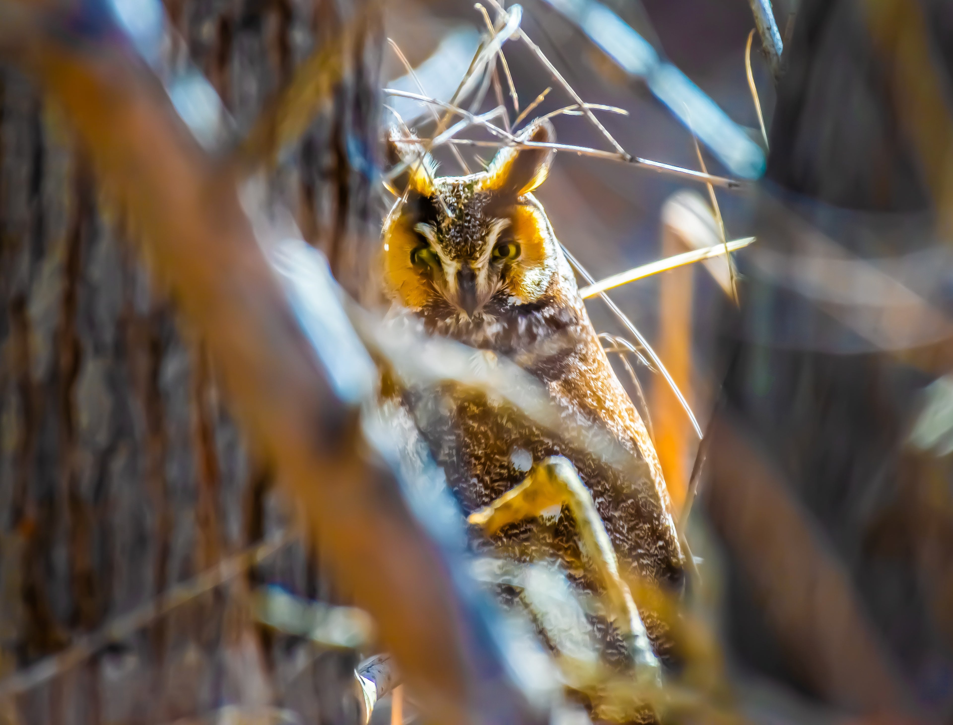 Long-Eared Owl Portrait — Desert Wildlife Fine Art Print