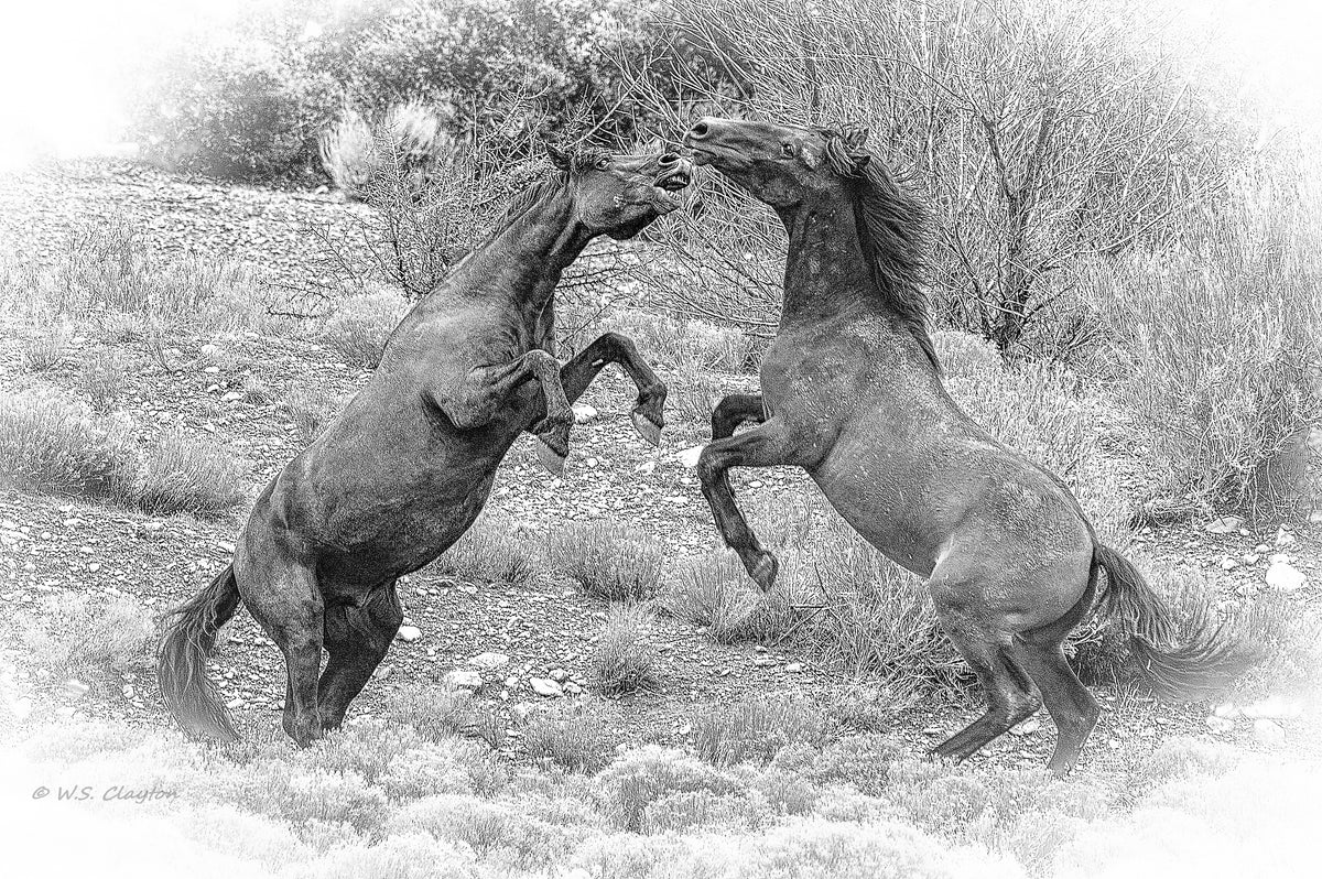 Wild Horses Untamed Energy — American West Fine Art Print