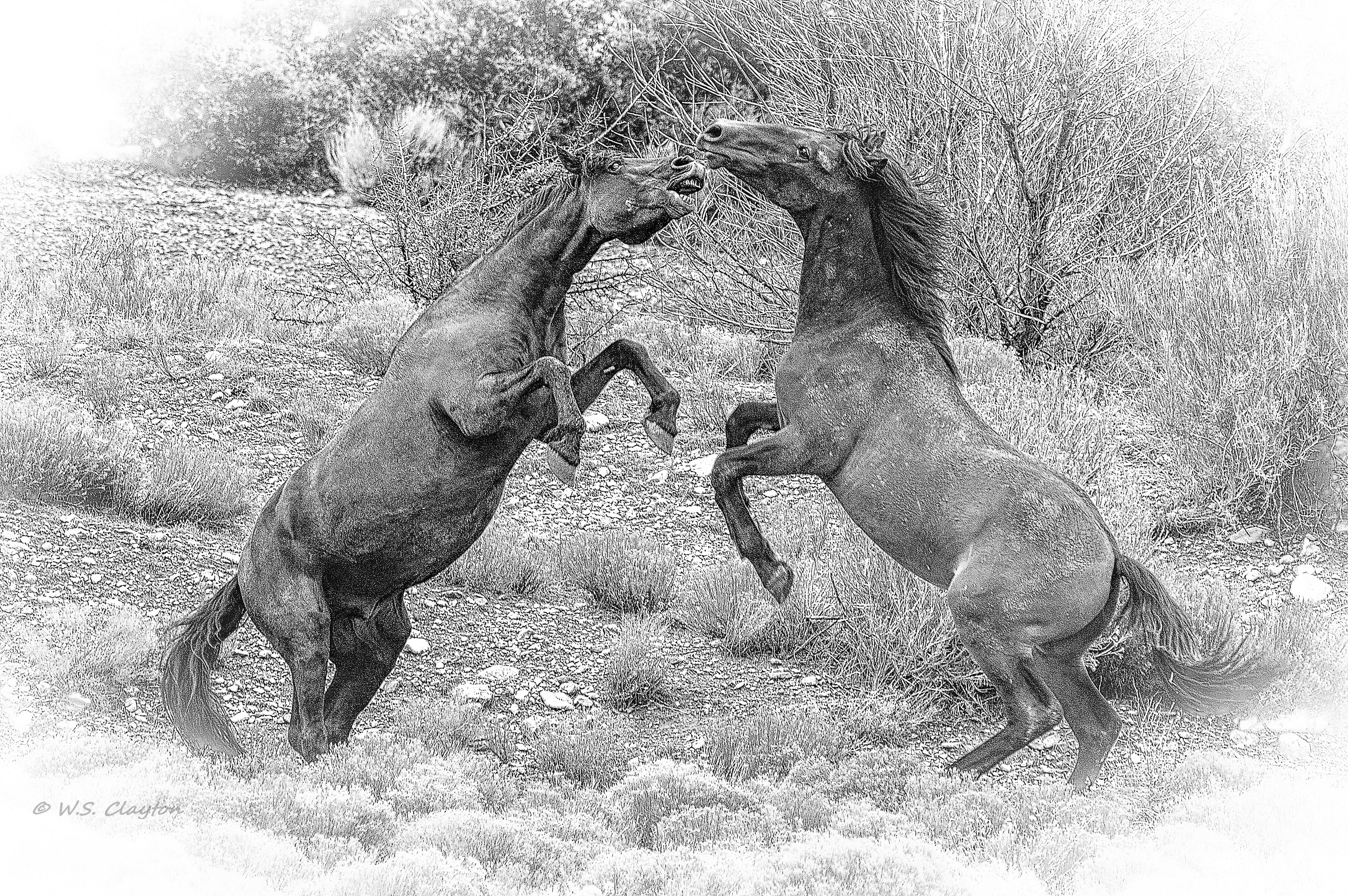 Wild Horses Untamed Energy — American West Fine Art Print