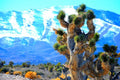 Joshua Tree Winter — Mojave Desert Landscape Fine Art Print