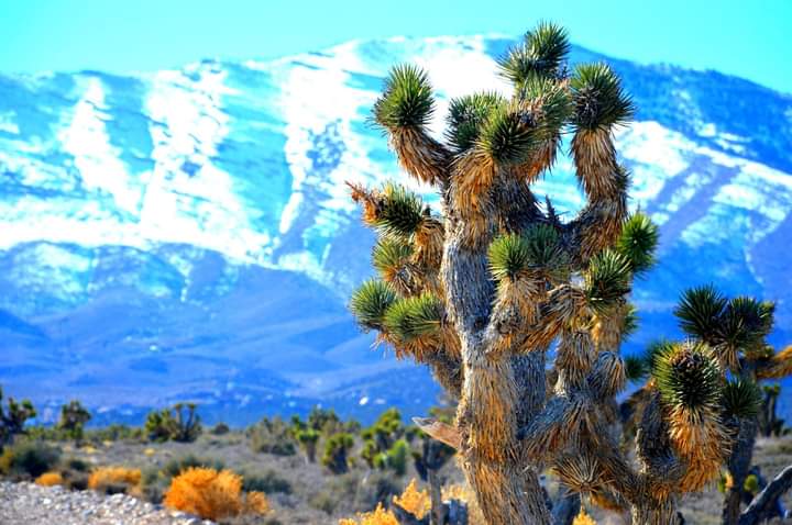 Joshua Tree Winter — Mojave Desert Landscape Fine Art Print