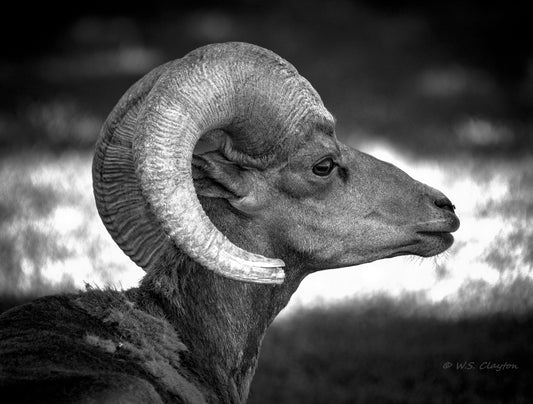 Black and white profile of a ram with large curved horns against a blurred natural background