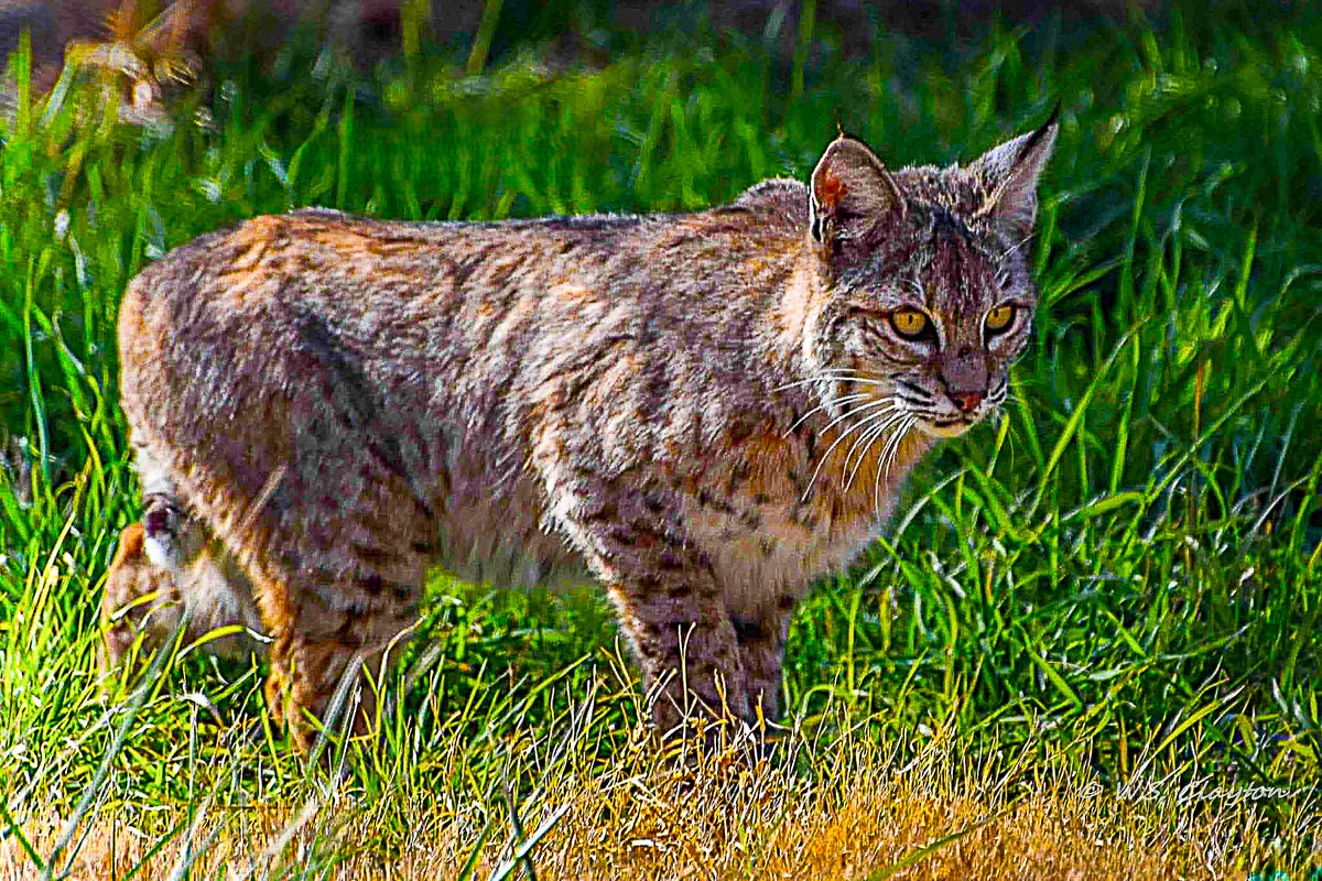Bobcat Stalking Its Prey