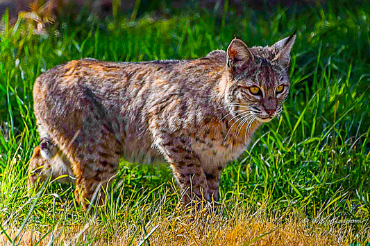 Bobcat Stalking Its Prey