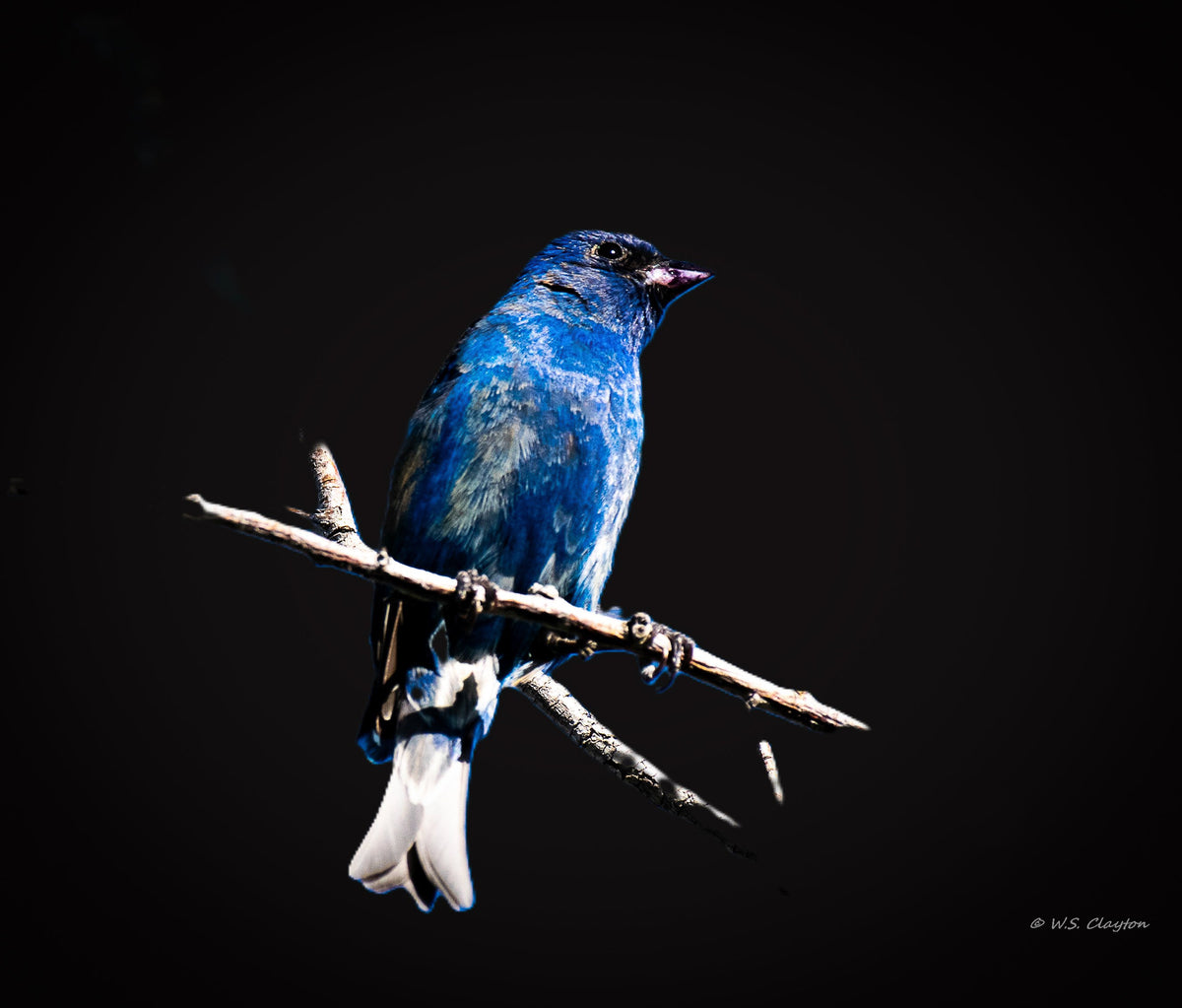 Indigo Bunting Noir — Limited Edition Fine Art Print #/50
