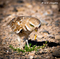 Burrowing Owl Dropping a Grub — Mojave Desert Wildlife Fine Art Print