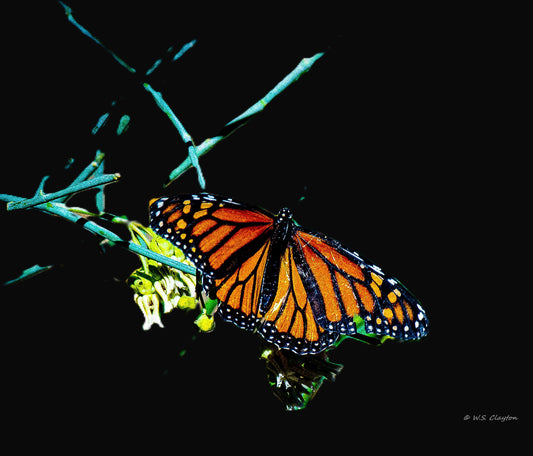 Monarch Butterfly Noir — Limited Edition Fine Art Print #/50