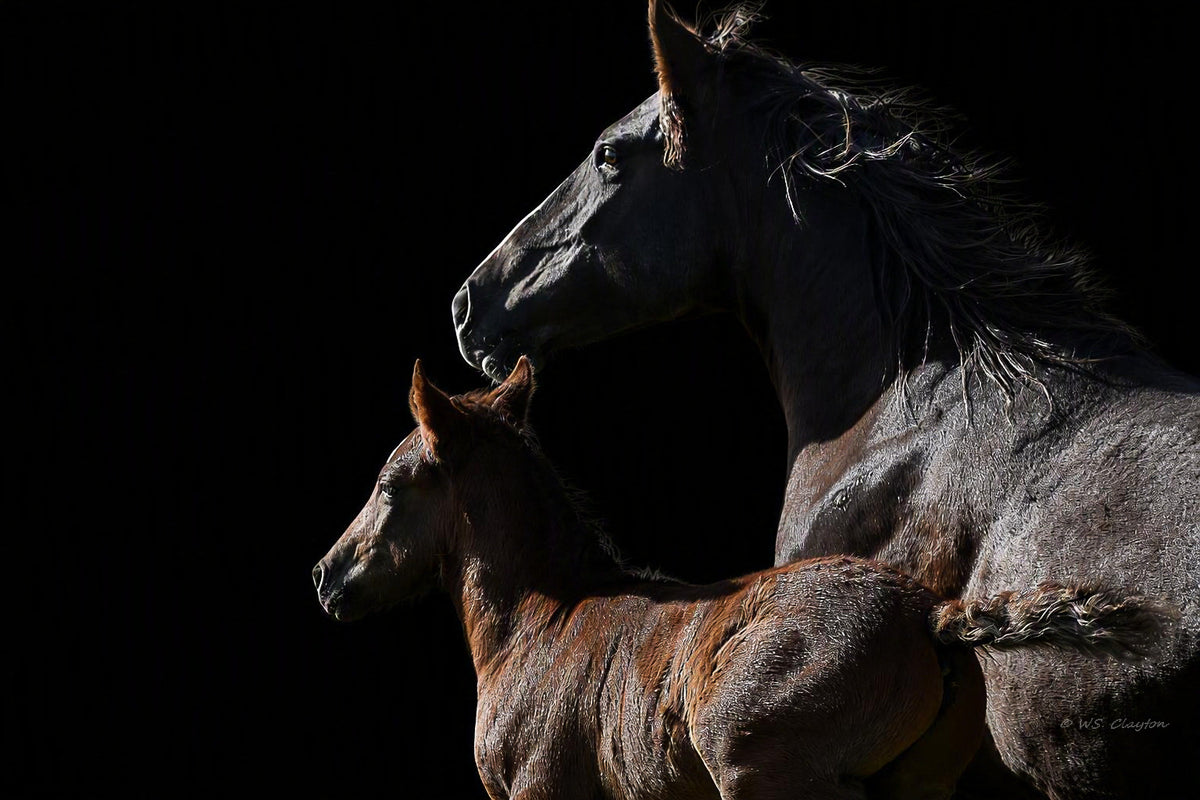Quiet Devotion: Mother & Foal
