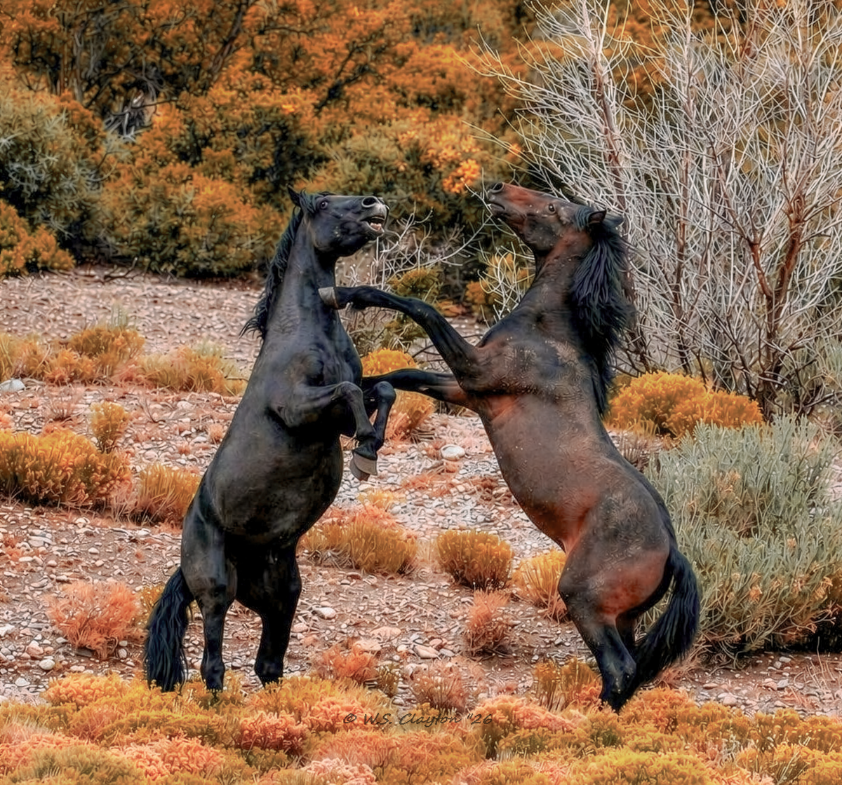 Clash of the Titans | Spirit of the Wild West