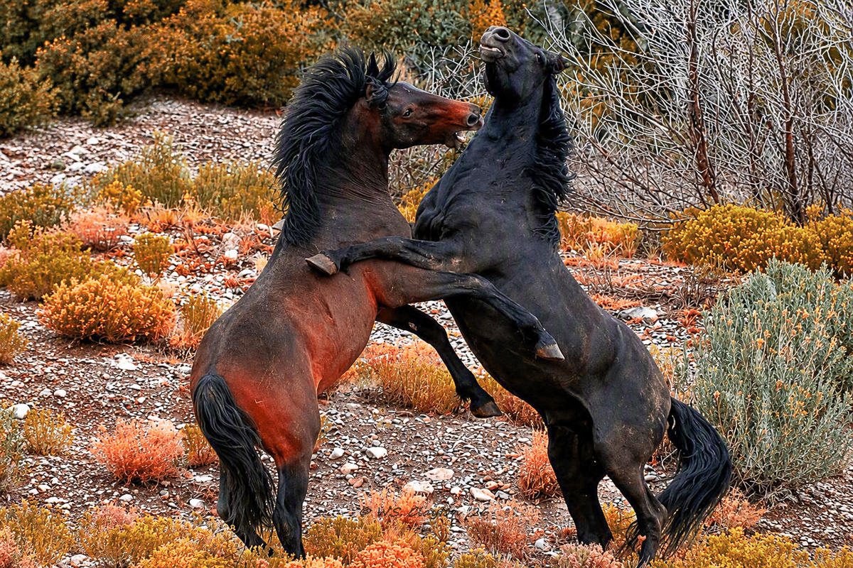 Clash of the Titans | Spirit of the Wild West