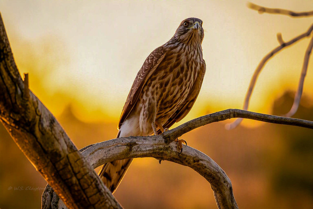 A brown and cream streaked bird of prey perched on a tree branch against a warm golden sunset background.