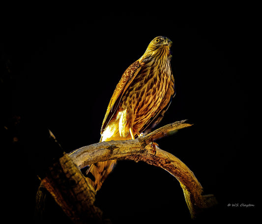 Noir Cooper's Hawk — Limited Edition Fine Art Print #/50