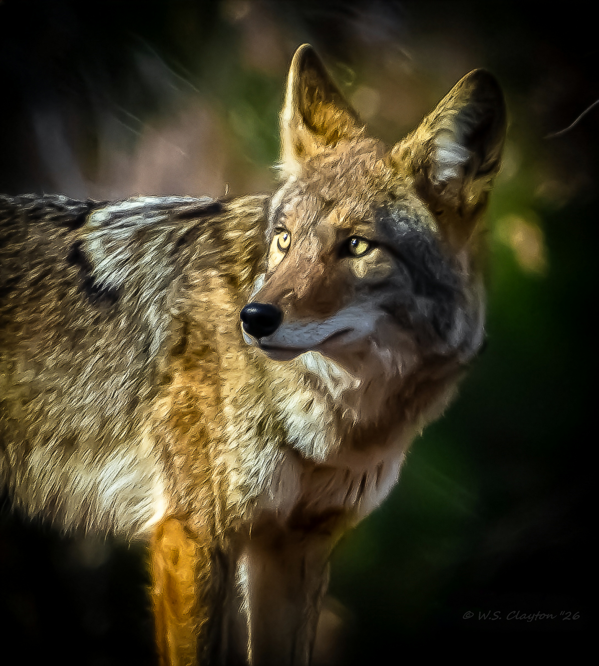 Golden Hour Coyote — American West Wildlife Fine Art Print