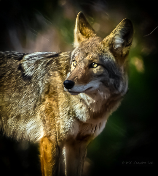 Golden Hour Coyote — American West Wildlife Fine Art Print