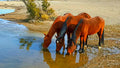 Three Wild Mustangs at Cold Creek — Nevada Wildlife Fine Art Print
