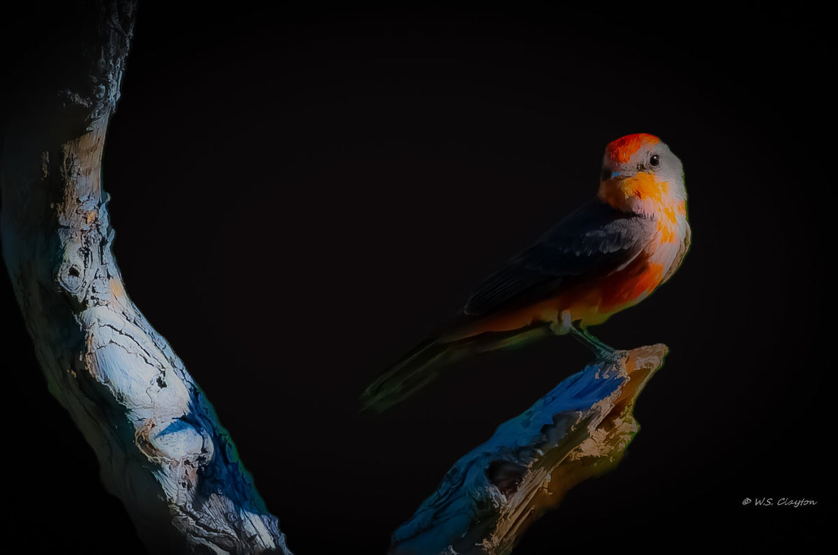 Vermillion Flycatcher Noir Portrait — Limited Edition Fine Art Print #/50